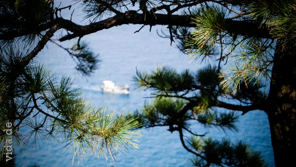 Blick durch Kiefernzweige auf blaues Meer mit einem Boot