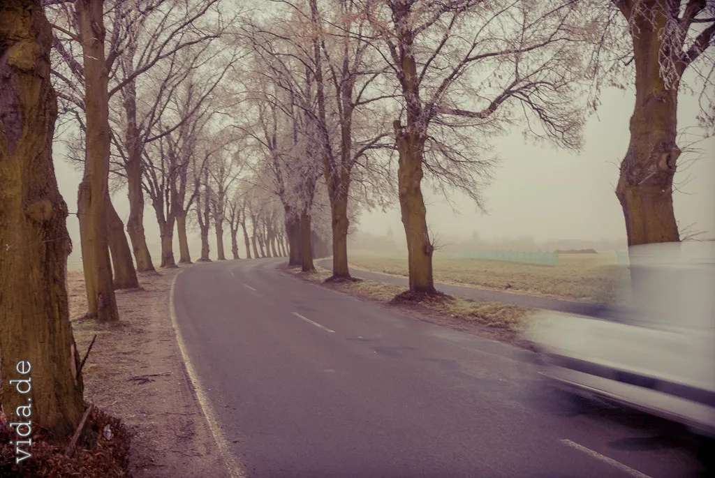Baumallee im Nebel, ein Auto fährt verwischt vorbei