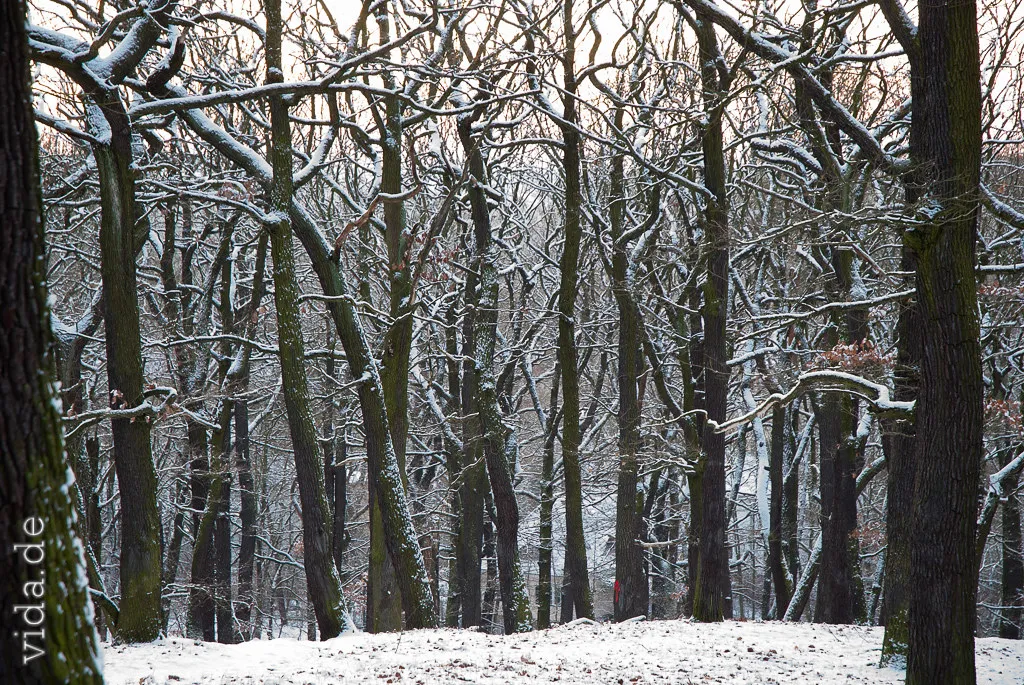 Verschneiter Laubwald mit dunklen Stämmen