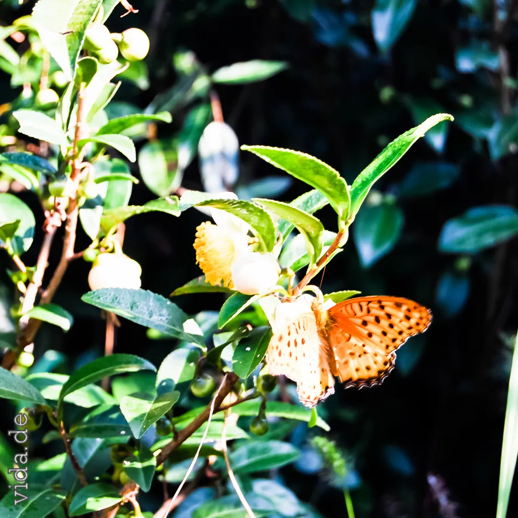 Orangefarbener Schmetterling auf hellen Blüten zwischen dunklem Laub