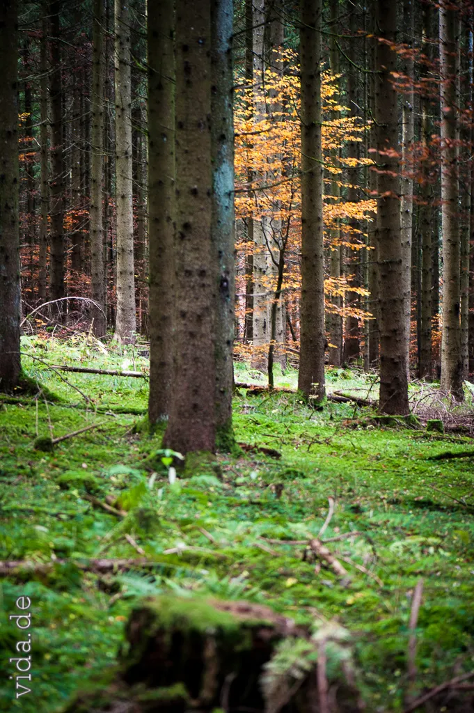 Hoher Fichtenwald, Sonnenlicht auf moosigem Boden