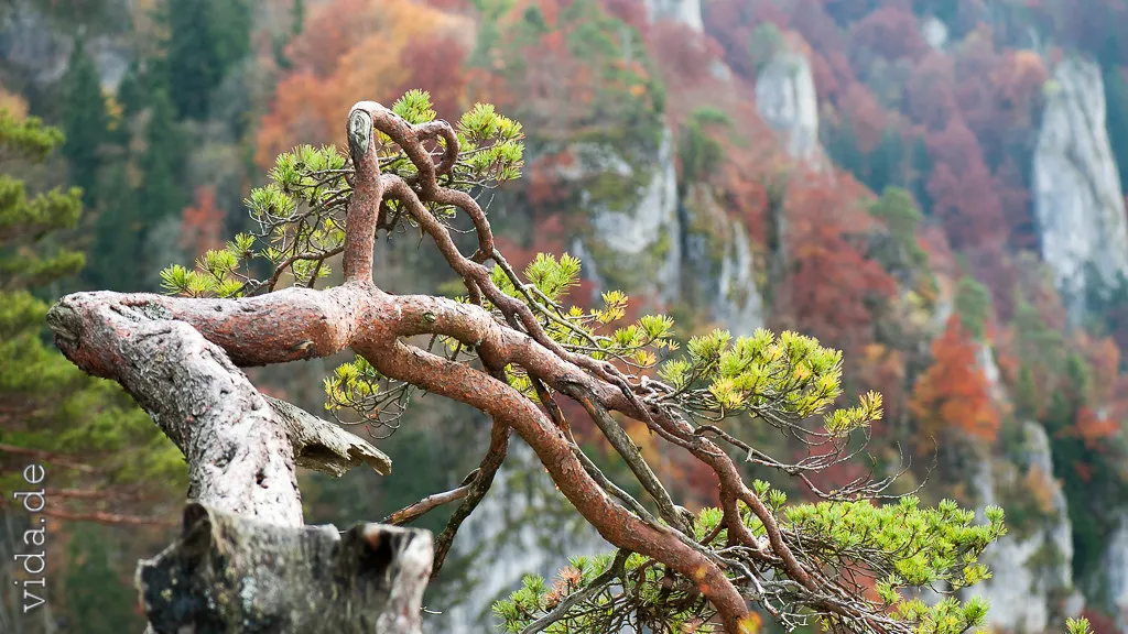 Knorrige Kiefer auf einem Felsvorsprung vor herbstlichem Tal