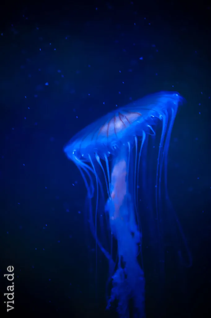 Leuchtend blaue Qualle vor schwarzem Wasser