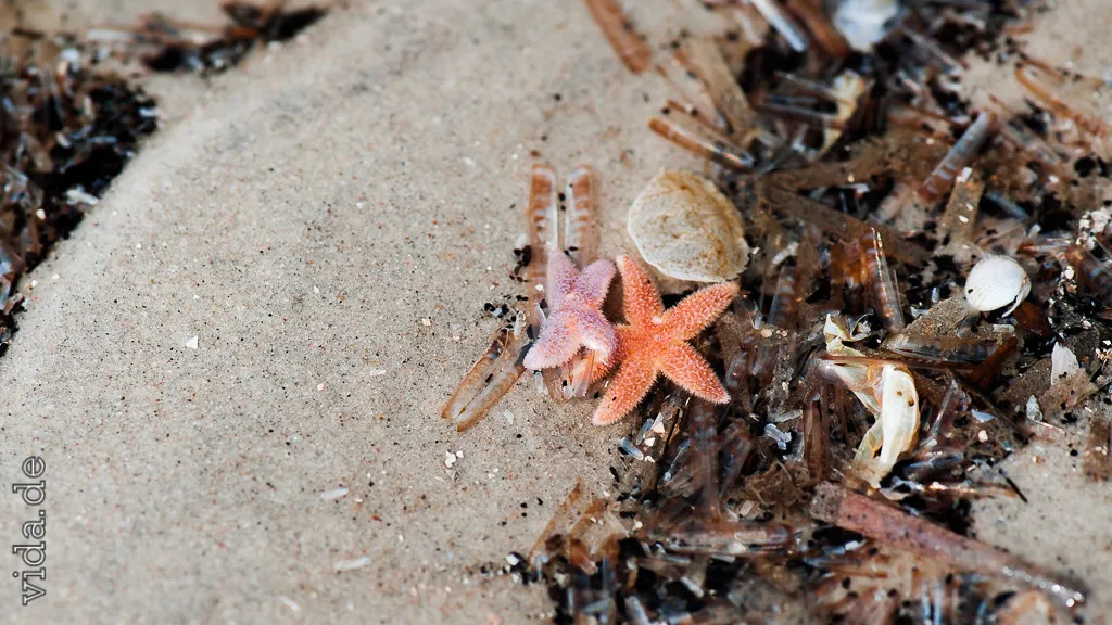 Kleine Seesterne und Muschelschalen im nassen Sand
